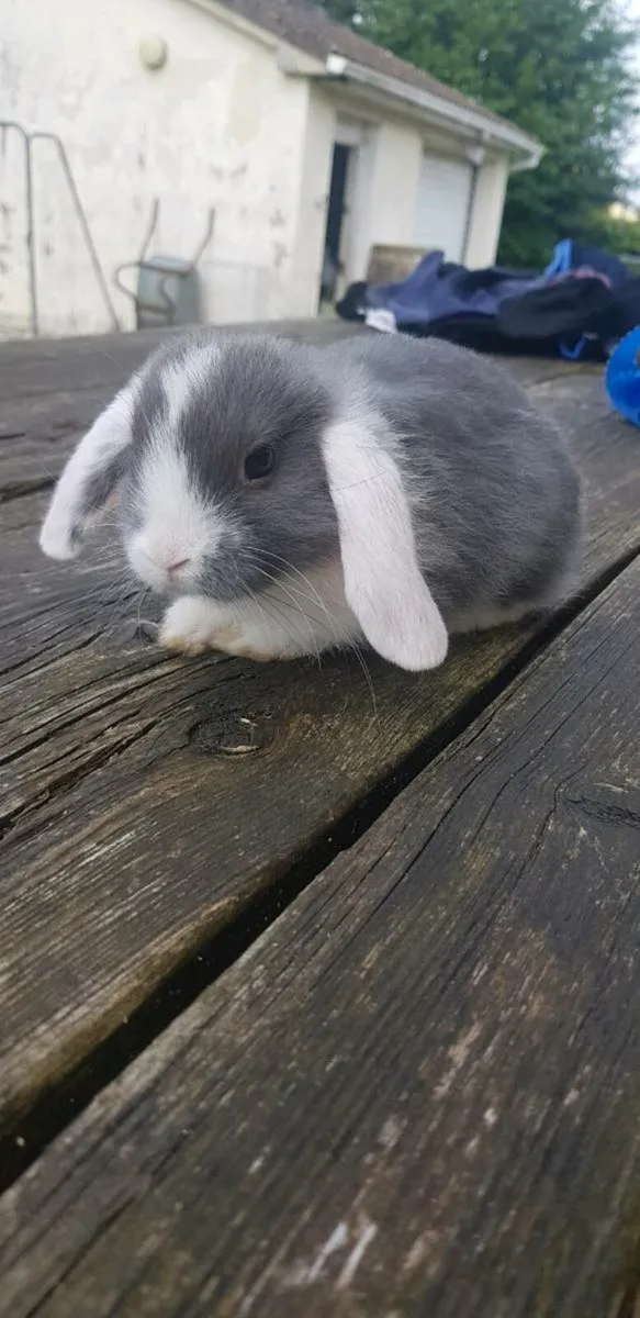 Purebred Minilop Bunnies/Rabbits!!- 1left!!! - Image 3