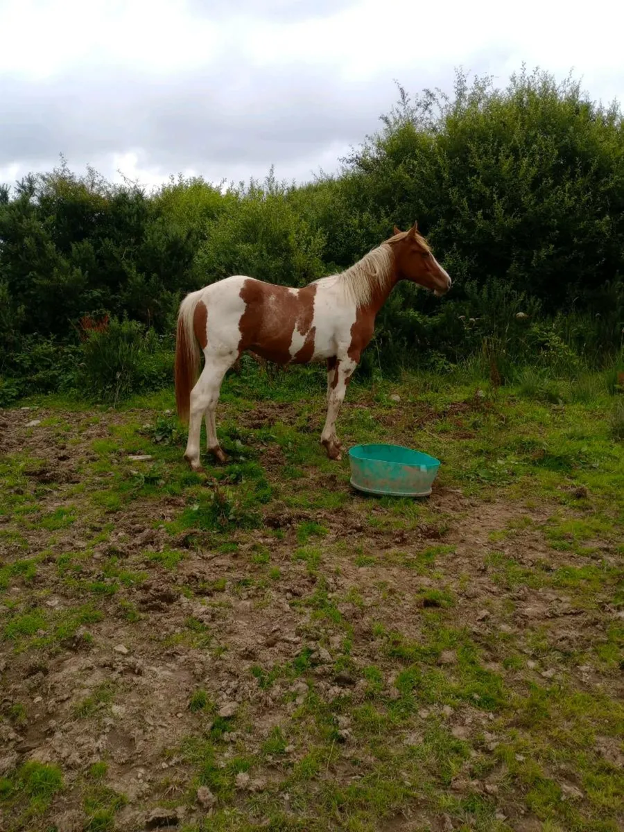 Yearling - Image 1