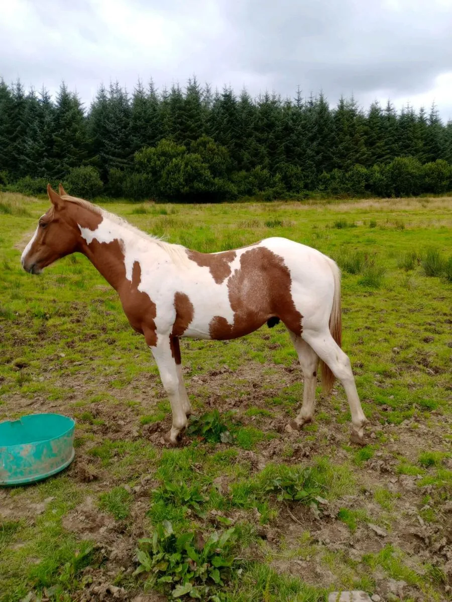Yearling - Image 2