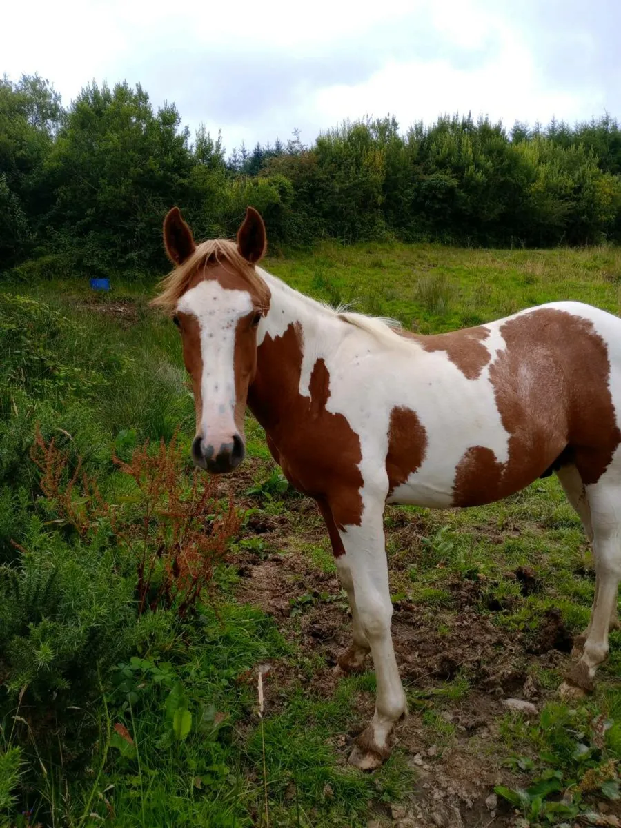 Yearling - Image 3