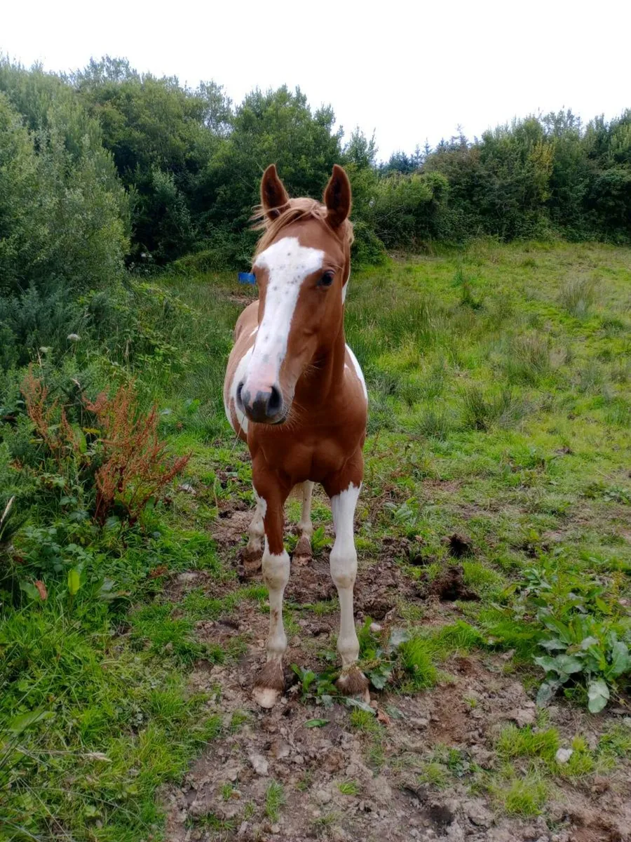 Yearling - Image 4