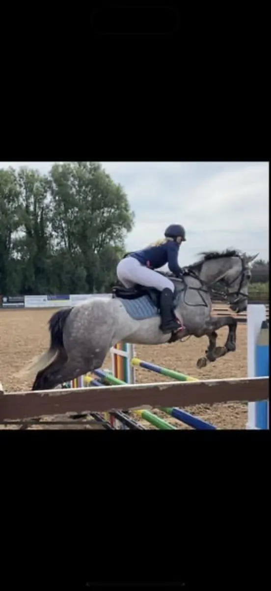 168 showjumping gelding - Image 1