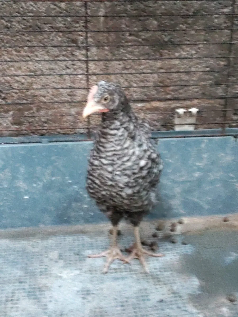Pedigree Maran and welsummer cockerels - Image 1