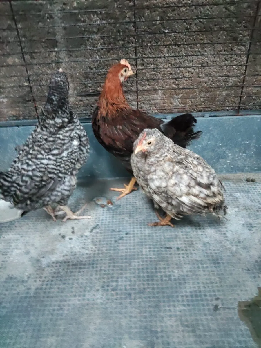 Pedigree Maran and welsummer cockerels - Image 2