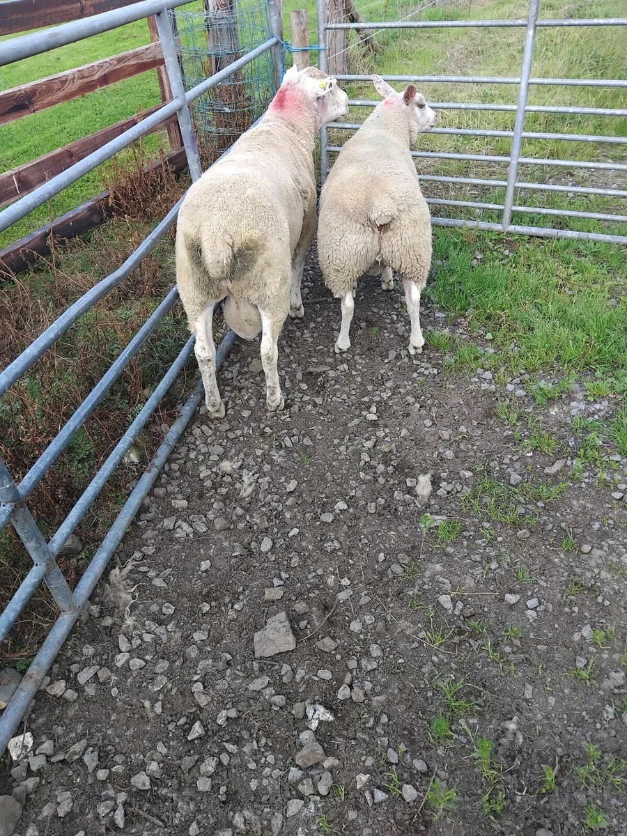 Ram - Image 1