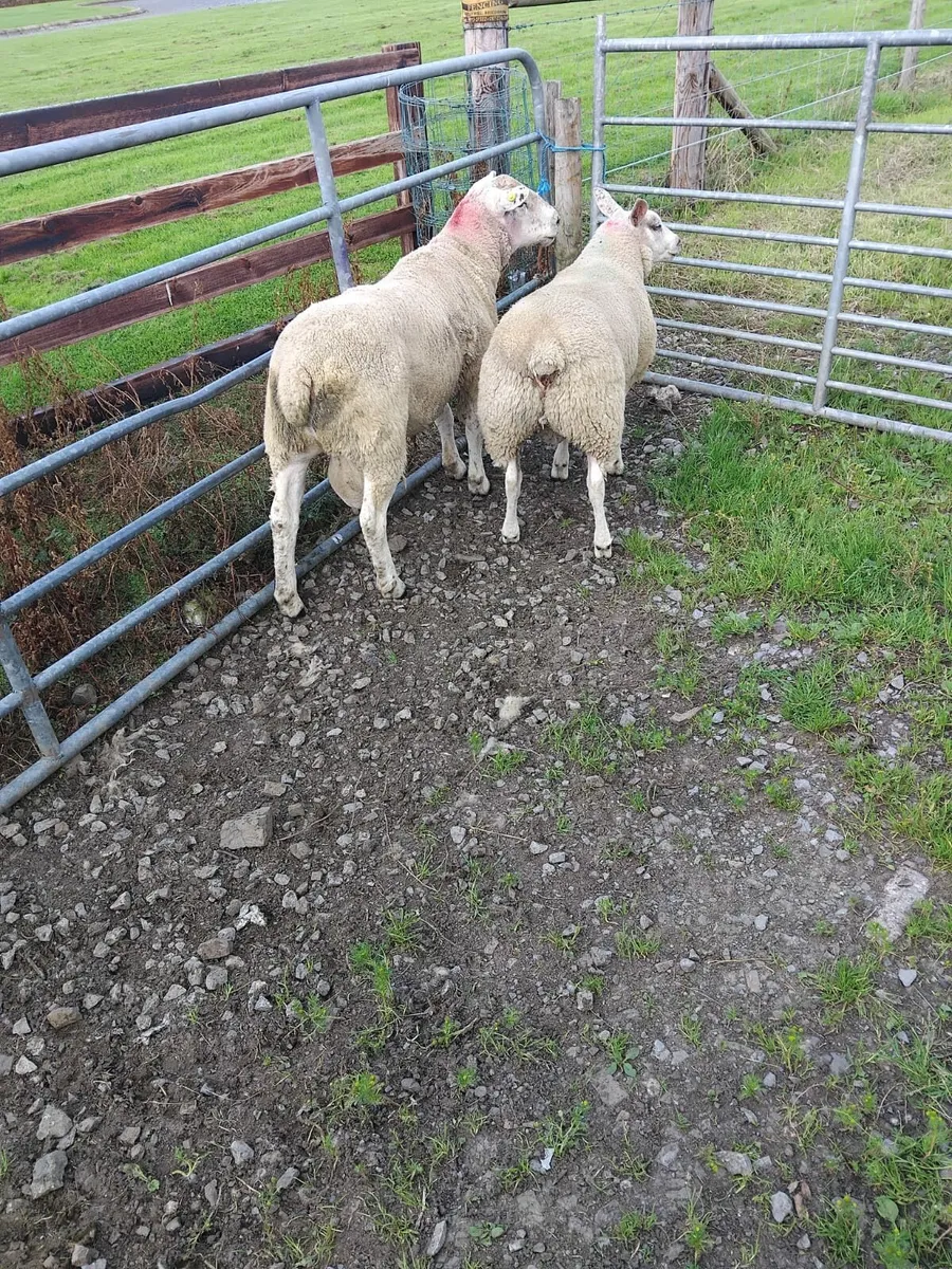 Ram - Image 2