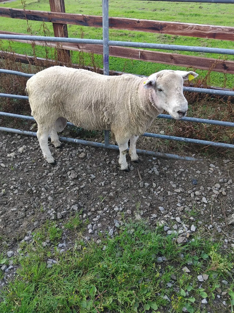 Ram - Image 3