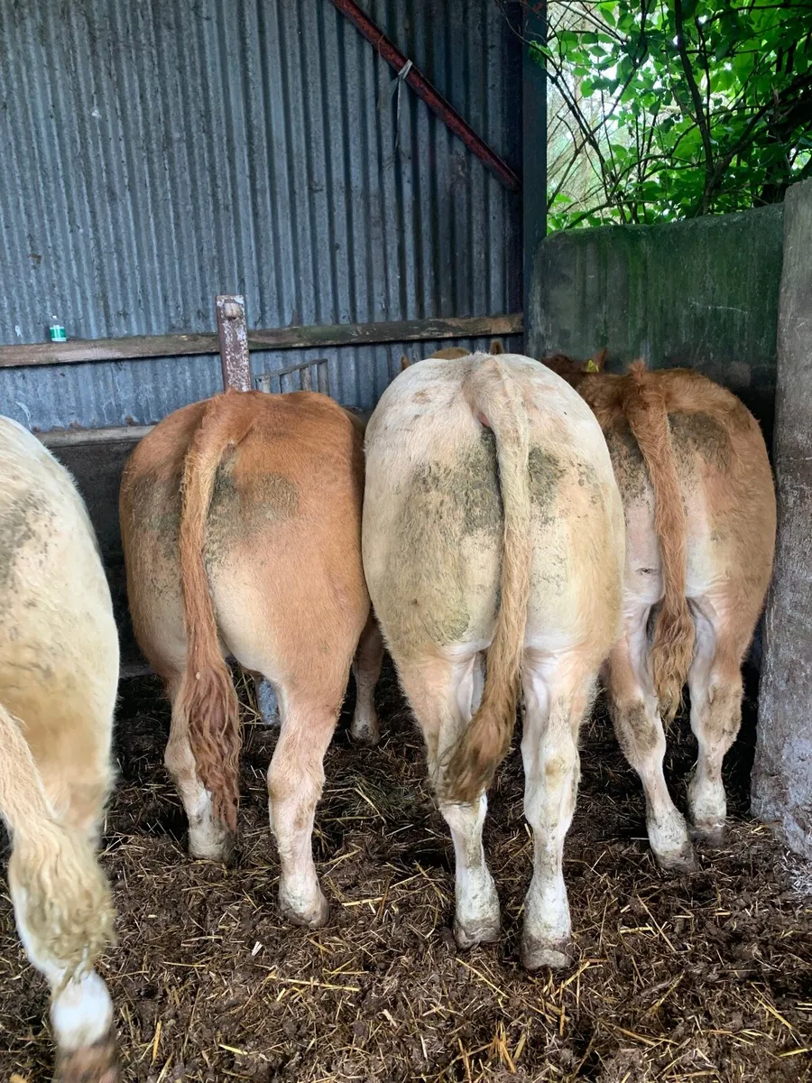 5 Top Quality CHX and Lmx Bullocks - Image 3