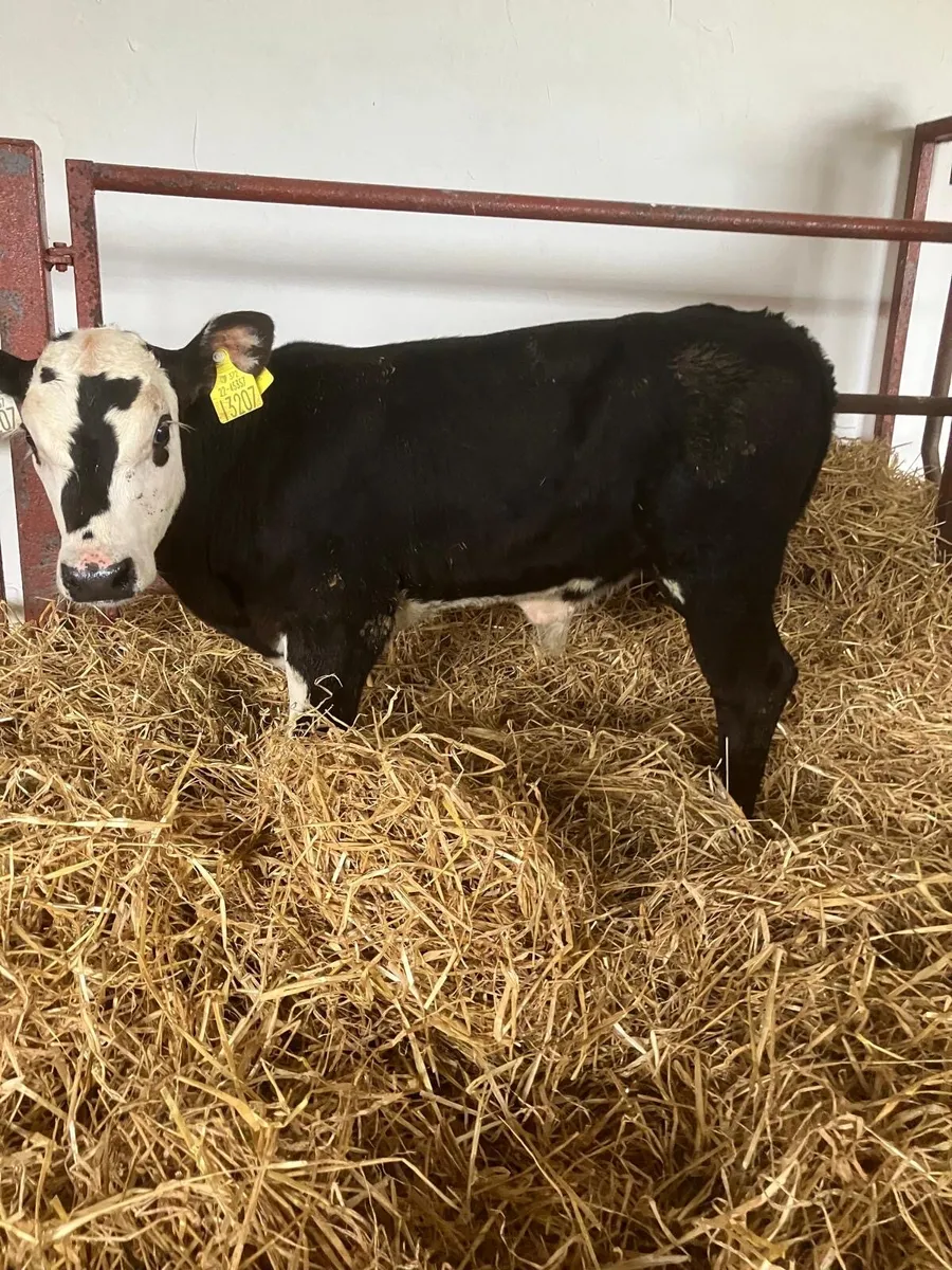 Top Quality calves for sale - Image 1