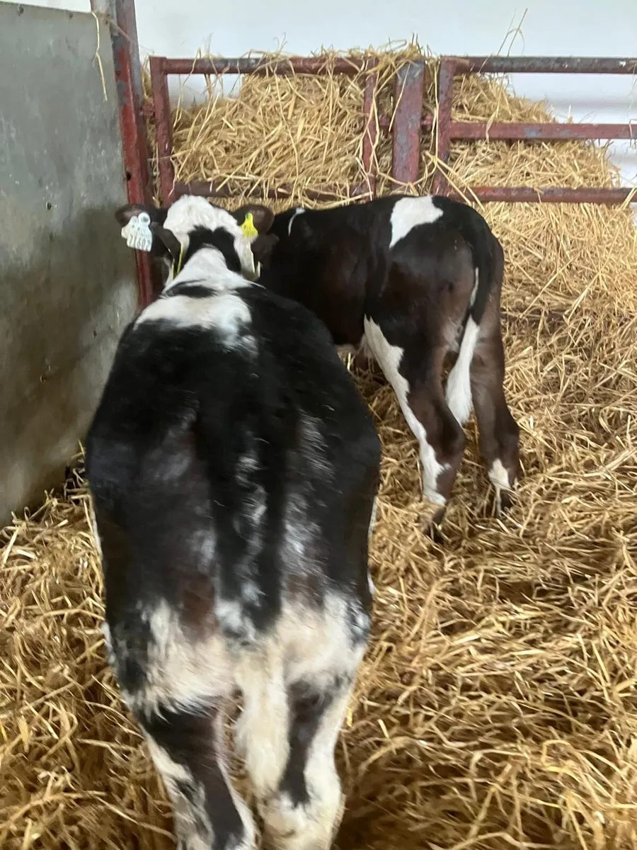 Top Quality calves for sale - Image 2