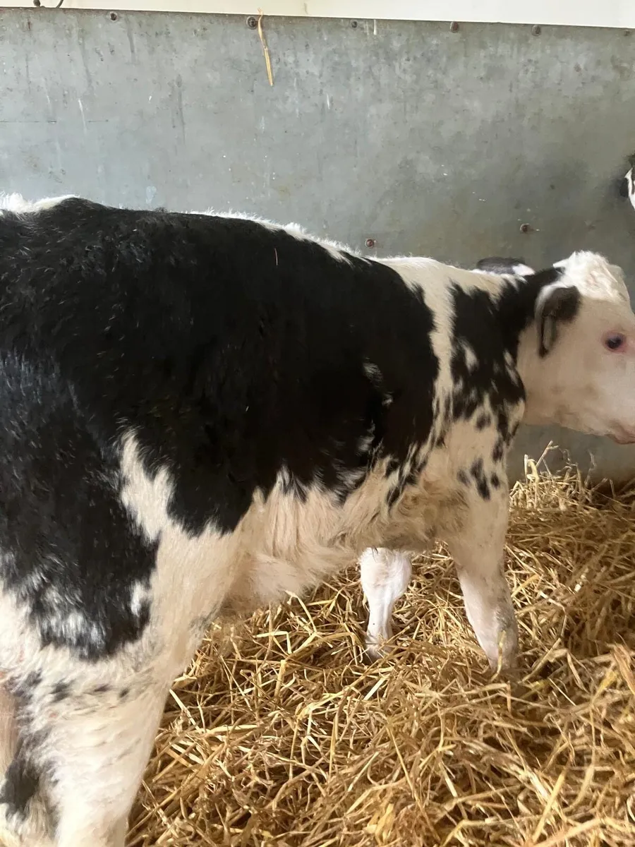 Top Quality calves for sale - Image 3