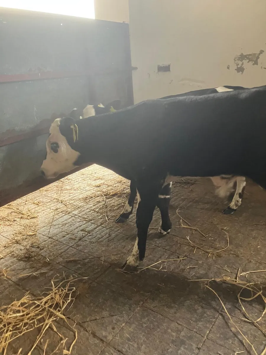 Top Quality calves for sale - Image 4