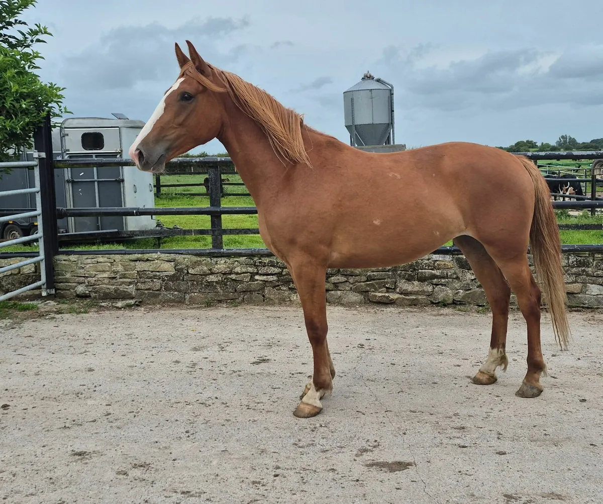 Horses - Image 2