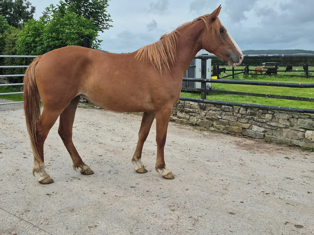Horses - Image 1