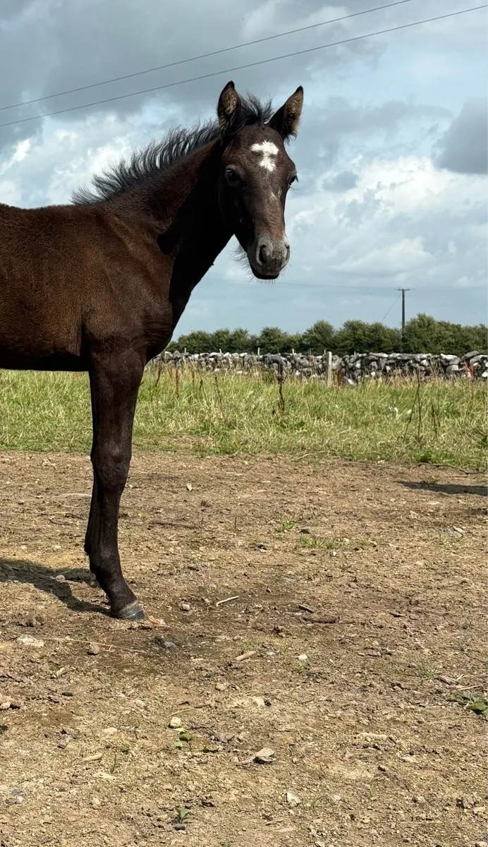 Connemara Colt Foals - Image 3