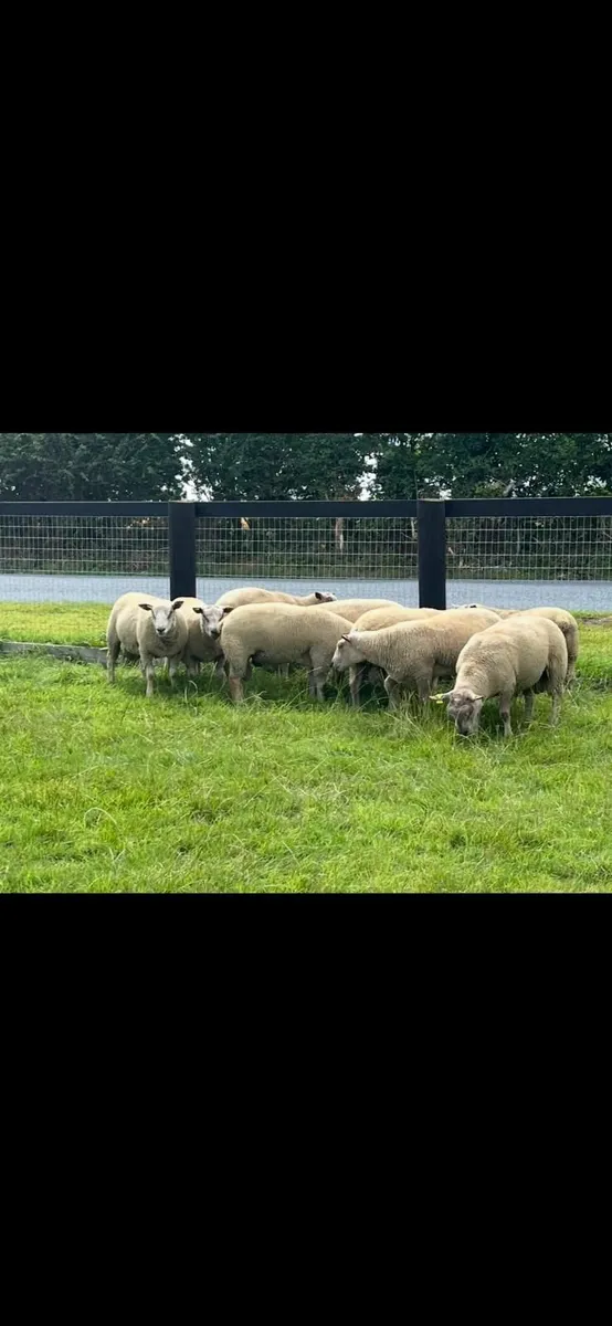 Pedigree Charollais Hogget Rams - Image 1