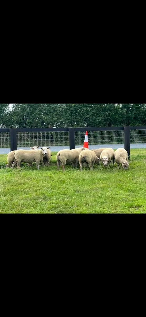 Pedigree Charollais Hogget Rams - Image 2