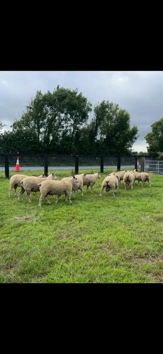 Pedigree Charollais Hogget Rams - Image 3