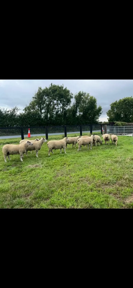 Pedigree Charollais Hogget Rams - Image 4