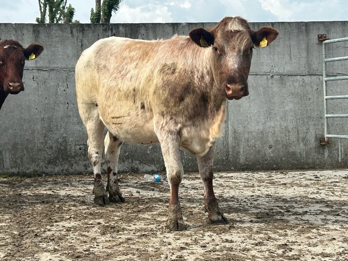 2 shorthorn 5 star incalf heifers - Image 2