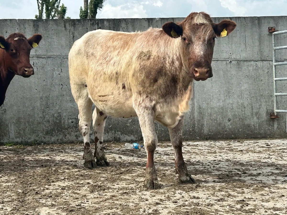 2 shorthorn 5 star incalf heifers - Image 3