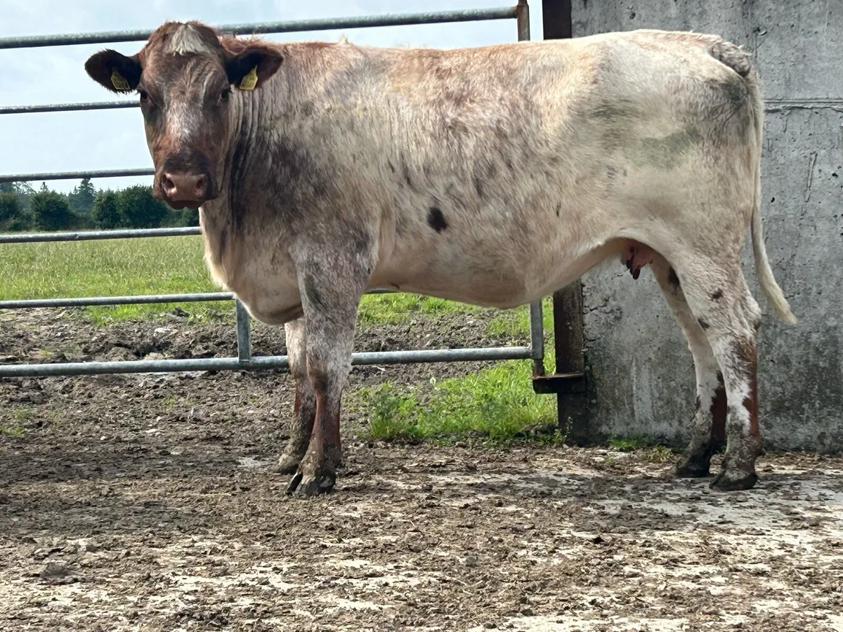 2 shorthorn 5 star incalf heifers - Image 1