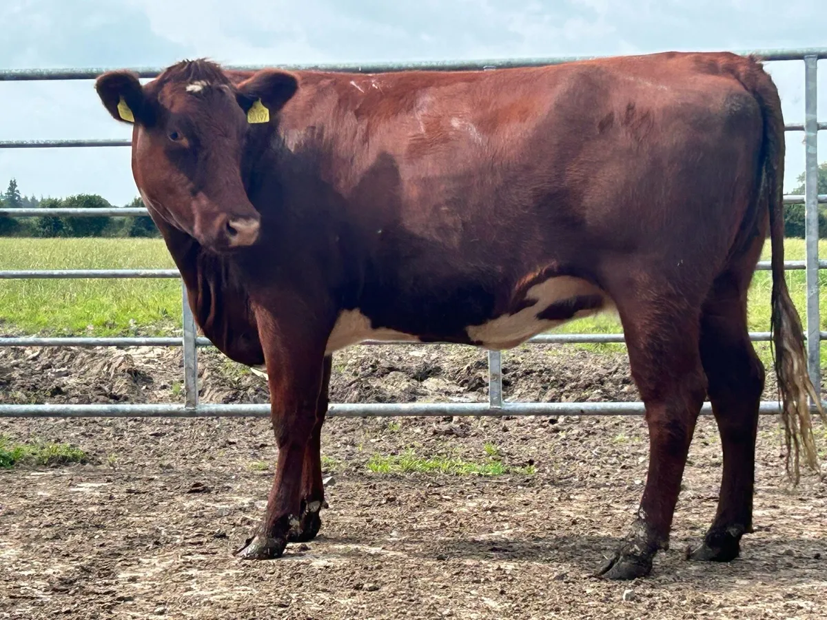 2 shorthorn 5 star incalf heifers - Image 4