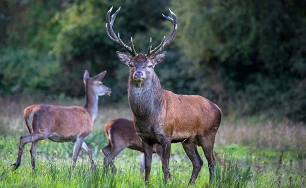 Red or fallow deer hunting