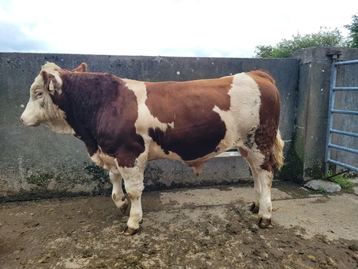 PBR POLLED EASY CALVING SIMMENTAL BULLS - Image 2