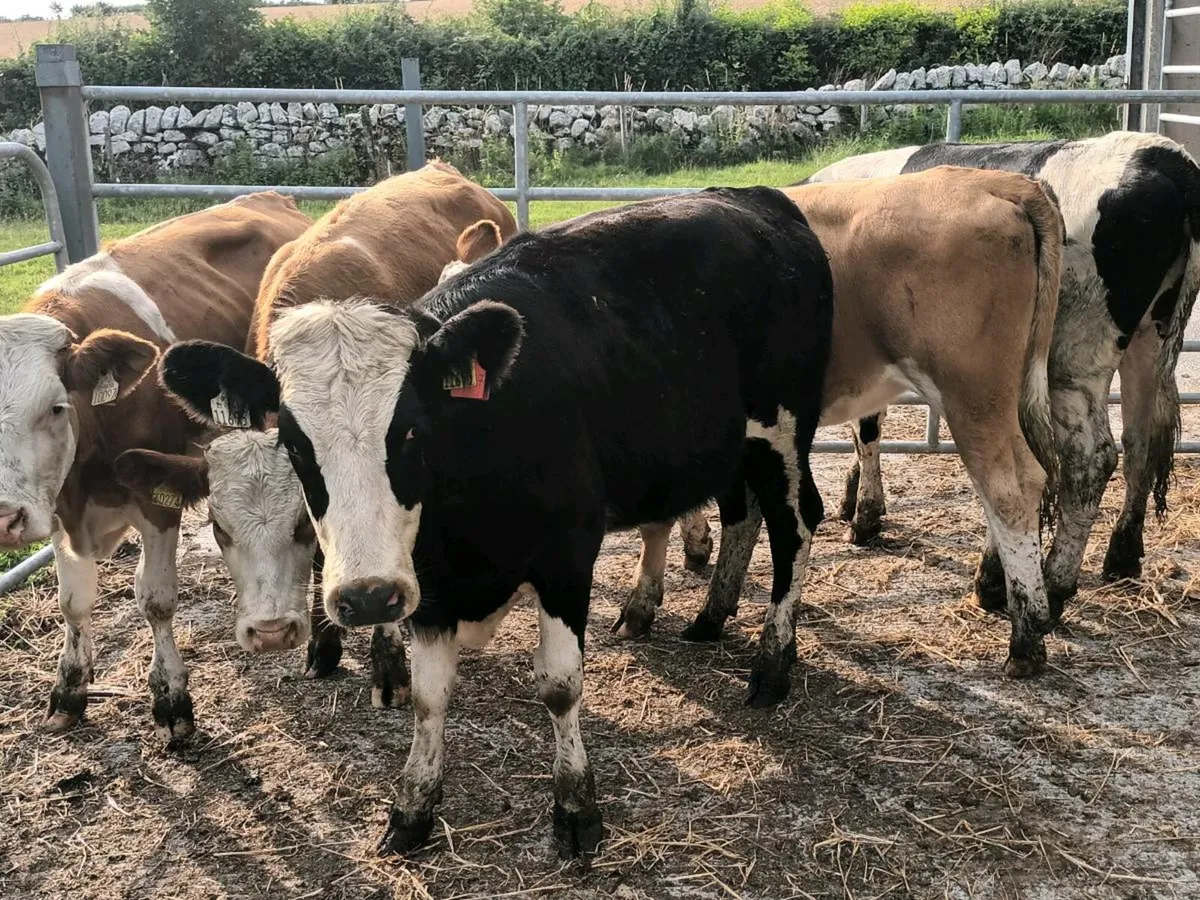 SIMENTAL HEIFERS FOR SALE - Image 1