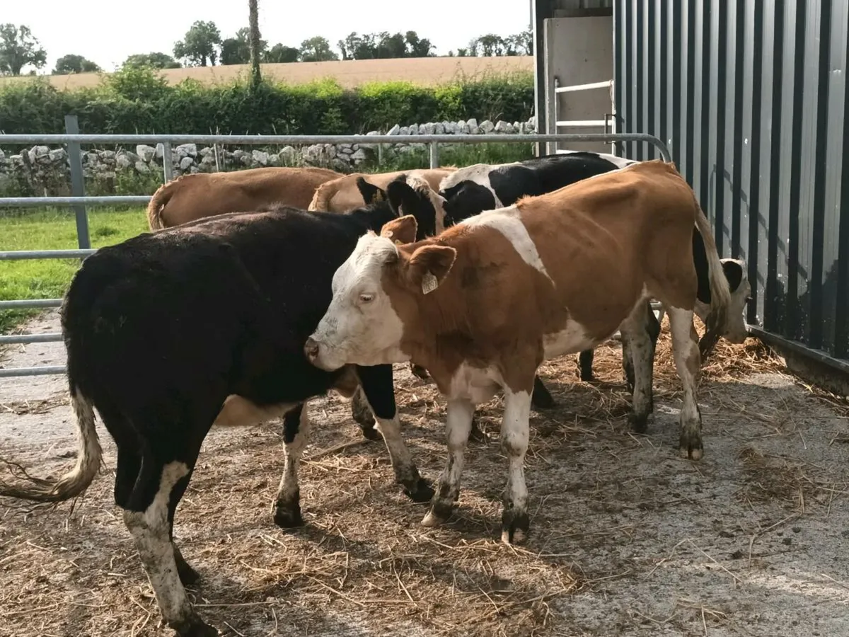 SIMENTAL HEIFERS FOR SALE - Image 3