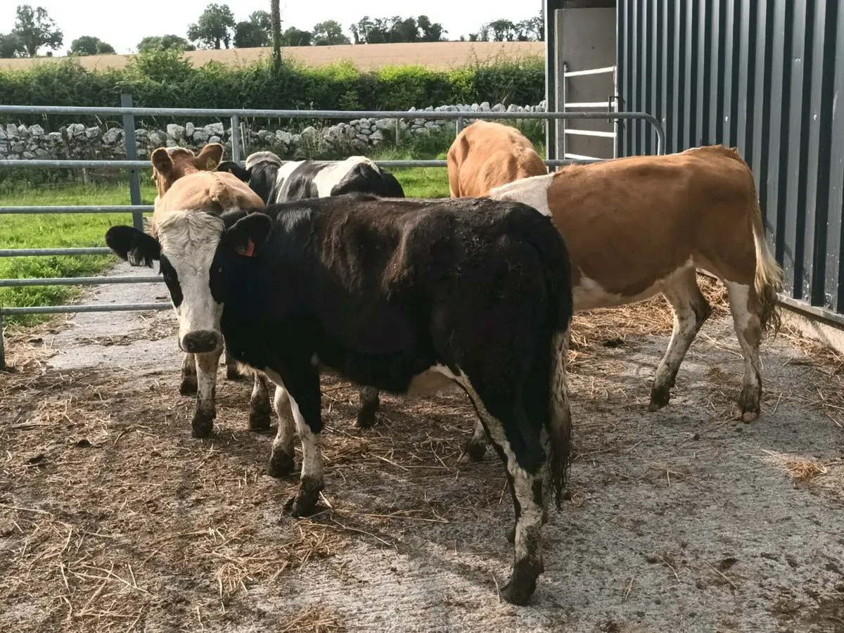 SIMENTAL HEIFERS FOR SALE - Image 4