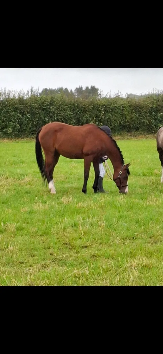 Jumping pony - Image 3