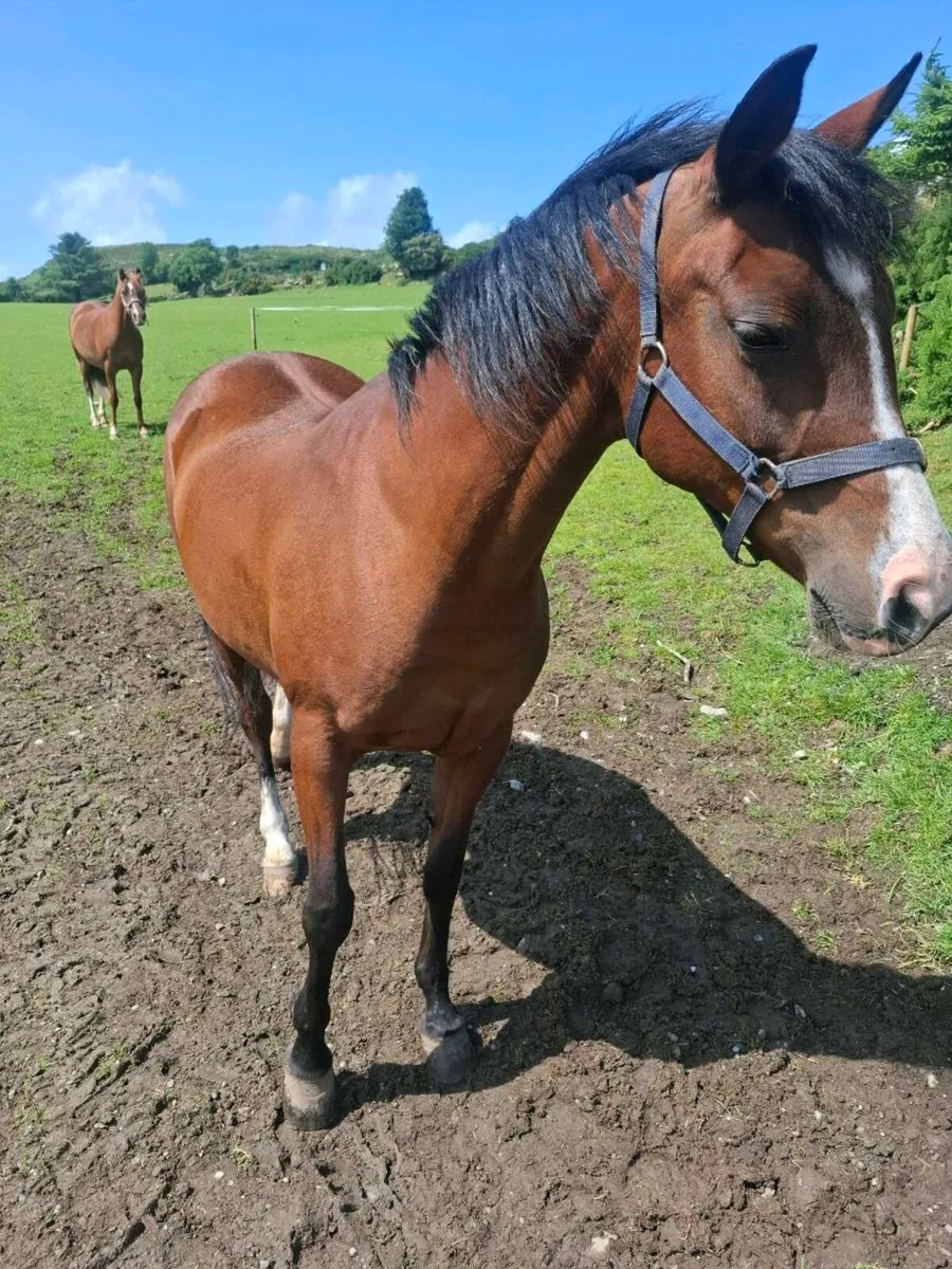 Jumping pony - Image 4