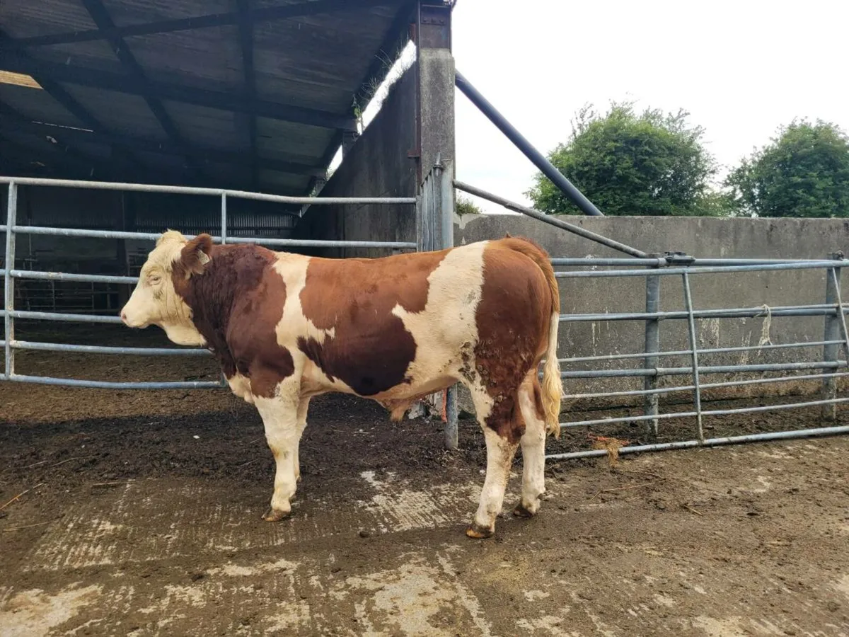 PBR POLLED EASY CALVING SIMMENTAL BULLS - Image 1