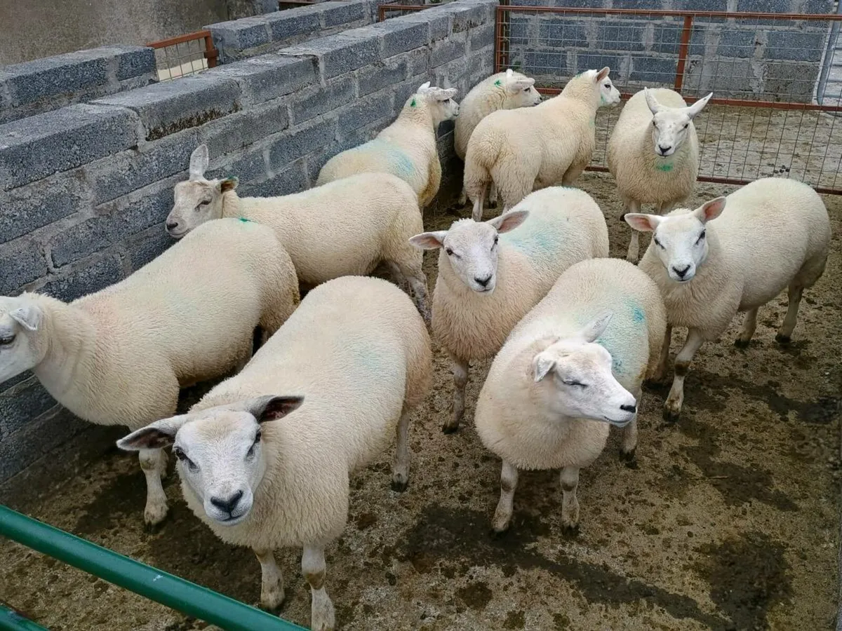 10 Organic Texel Ewe Lambs & 10 Butcher Lambs - Image 1