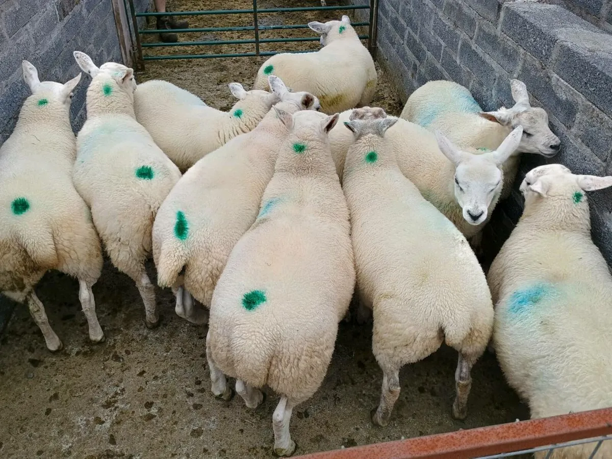 10 Organic Texel Ewe Lambs & 10 Butcher Lambs - Image 2