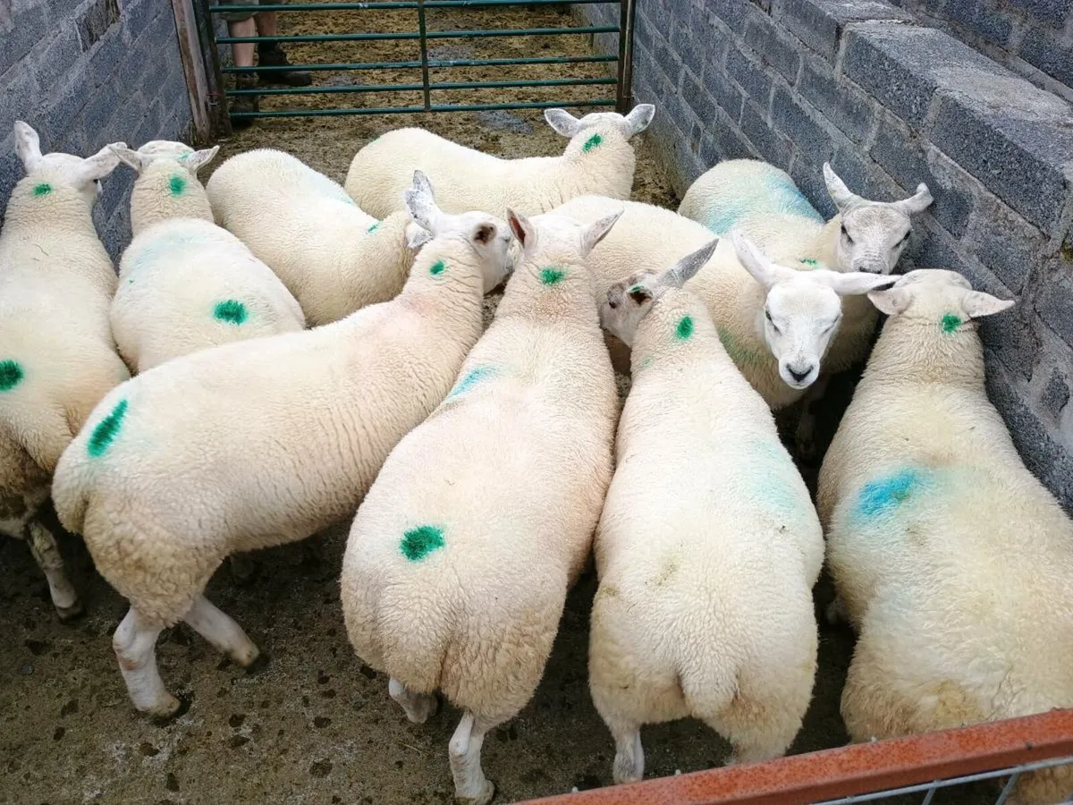 10 Organic Texel Ewe Lambs & 10 Butcher Lambs - Image 3