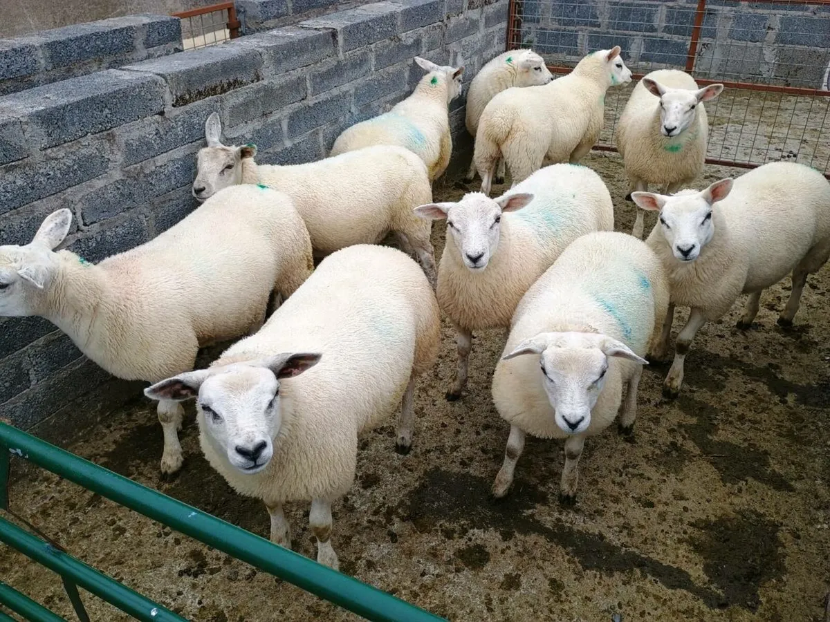 10 Organic Texel Ewe Lambs & 10 Butcher Lambs - Image 4