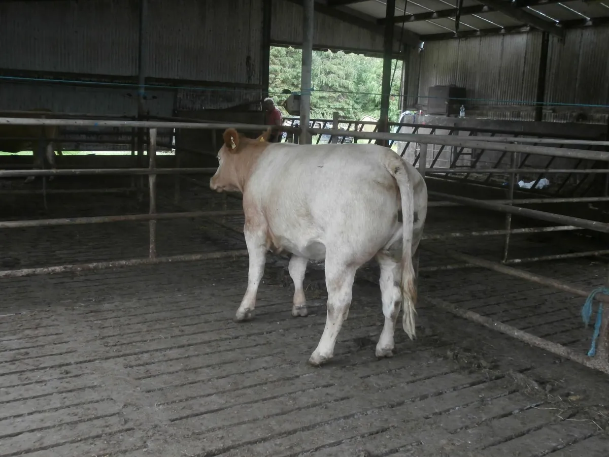 cow - Image 1