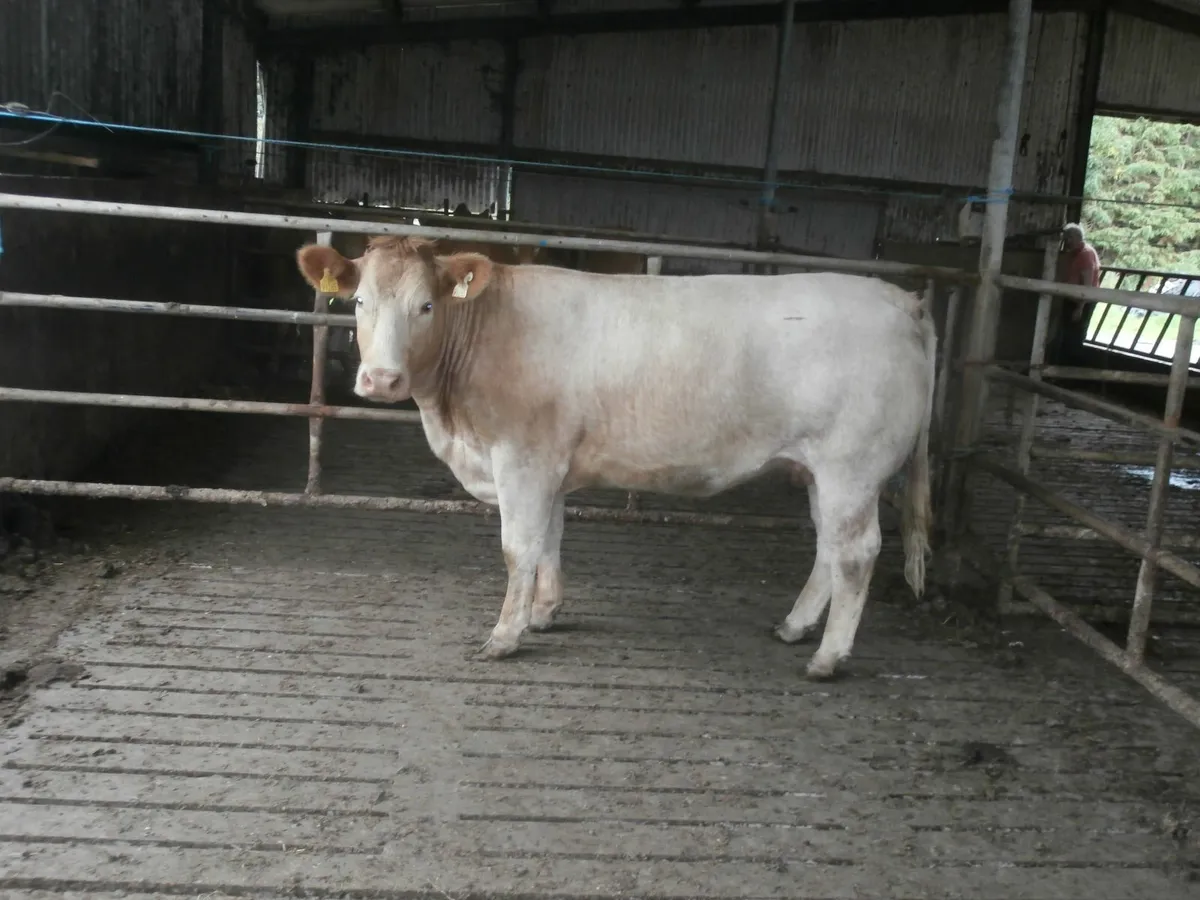 cow - Image 2