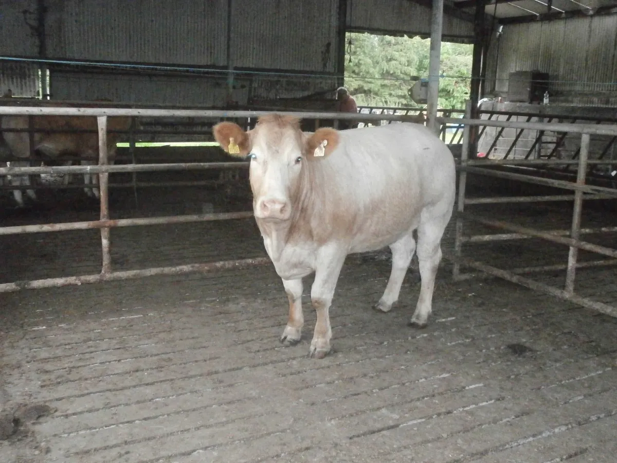 cow - Image 3