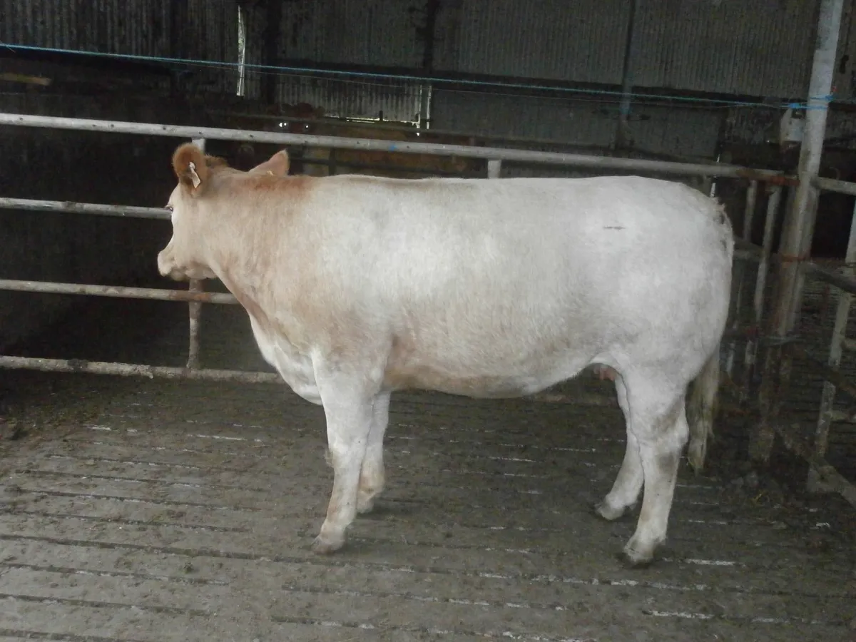 cow - Image 4