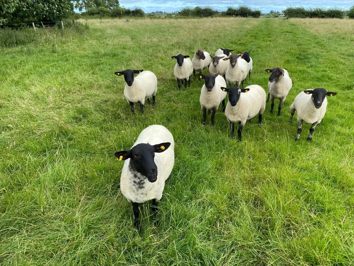 Sheep - Image 1