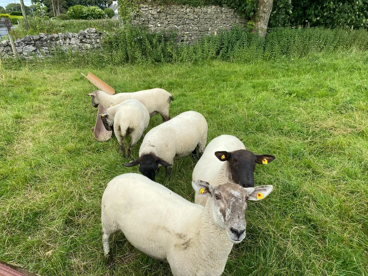 Sheep - Image 2