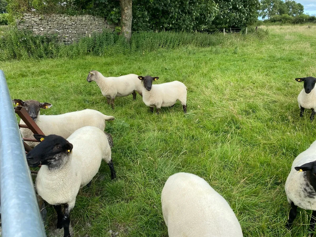 Sheep - Image 3