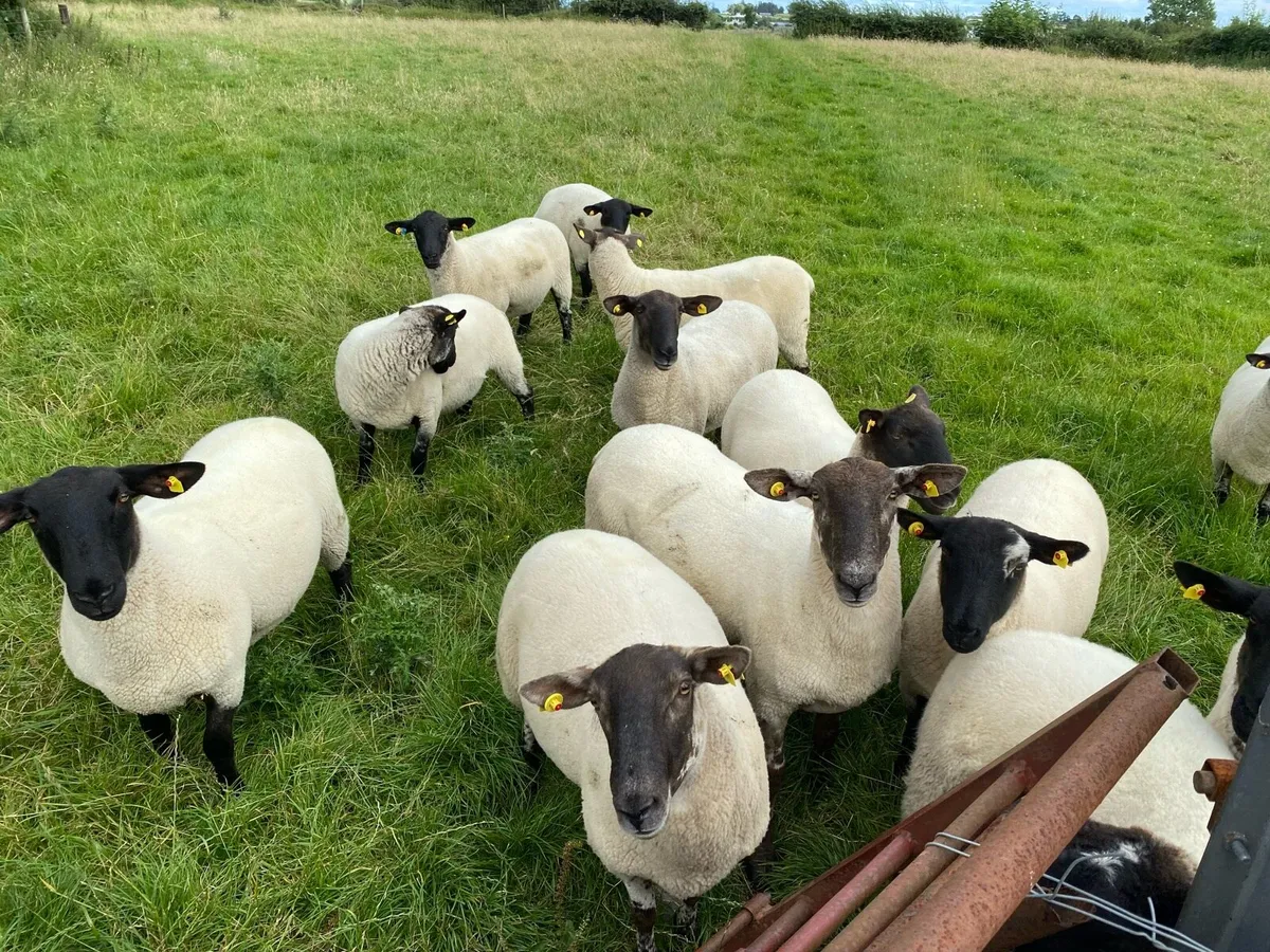 Sheep - Image 4