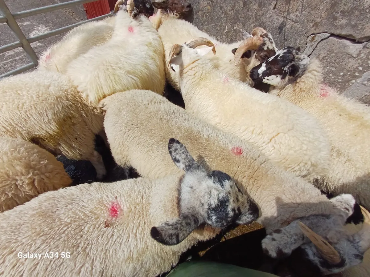 Store lambs - Image 1