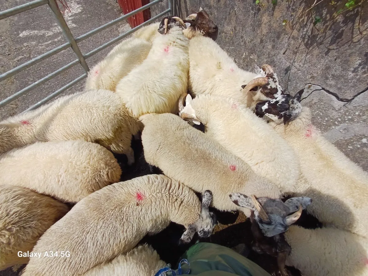Store lambs - Image 2