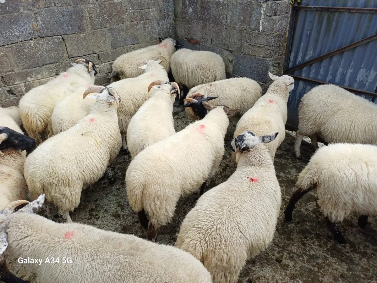 Store lambs - Image 3